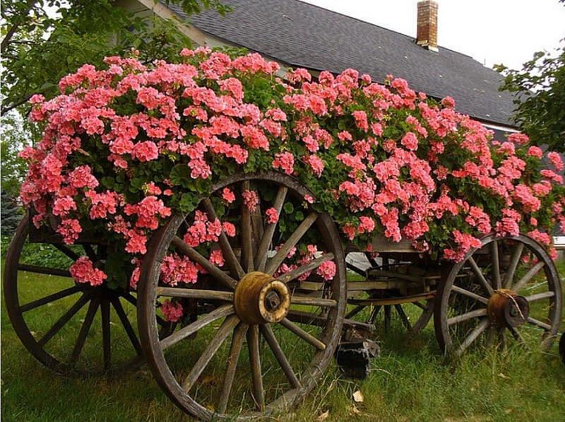 Wagon Full, wagon, flowers, pink, old, wooden, HD wallpaper