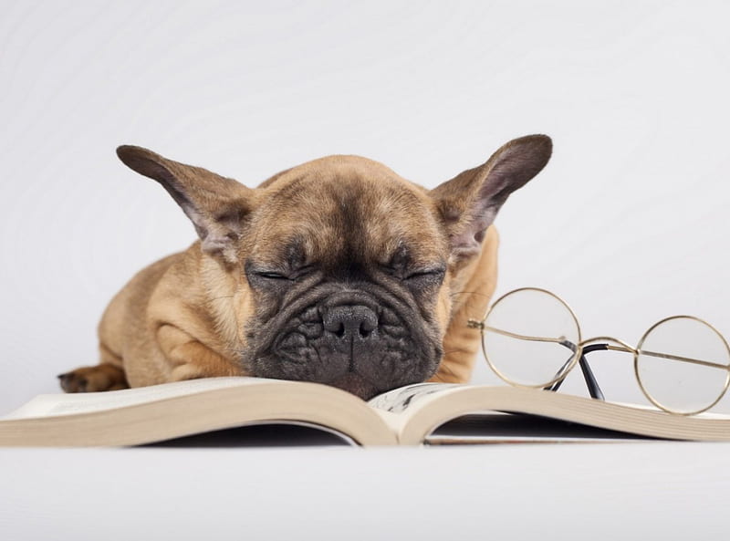 smart Dog, art, reading, book, fun, HD wallpaper