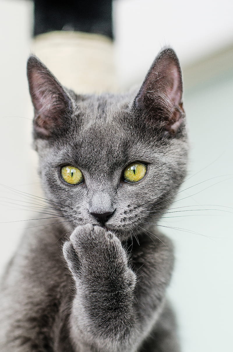 cat, paw, gray, glance, pet, funny, HD phone wallpaper
