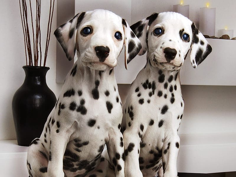 Dogs, Animal, Puppy, Dalmatian, HD wallpaper | Peakpx