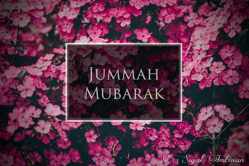 jummah mubarak , cute, cute , flowers, jummah mubarak, jummah mubarak , pink, pink flowers, HD wallpaper