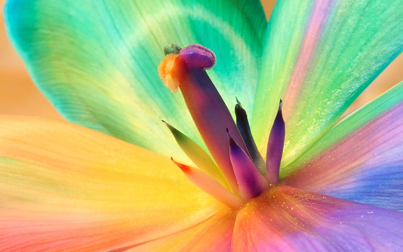 Fantazy flower, bright, flower, colorful, fantazy, HD wallpaper