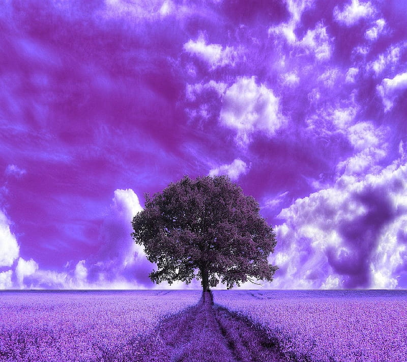 Purple-field, HD wallpaper | Peakpx