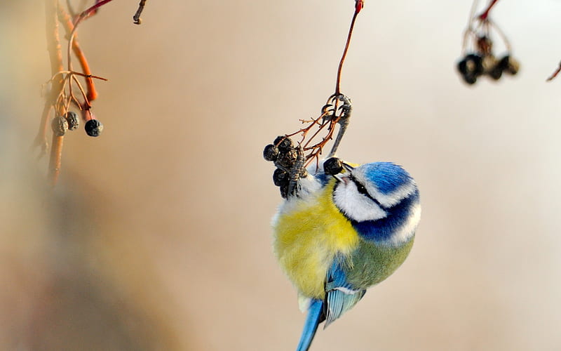 Desperate Measures, colorful, lovely, food, hungry, hanging, small, blue tit, cute, bird, HD wallpaper