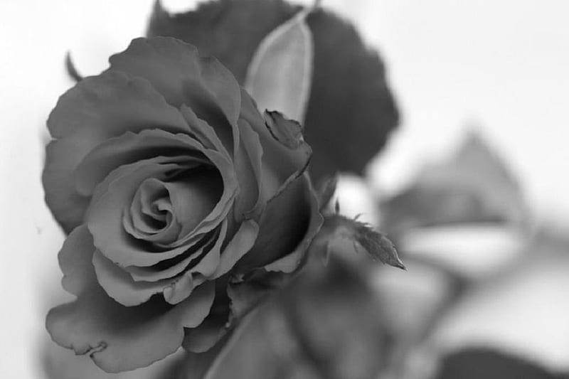 gothic rose, lovely, rose, black, soft, bud, delicate, plants, blossoms, flowers, beauty, nature, blooms, HD wallpaper
