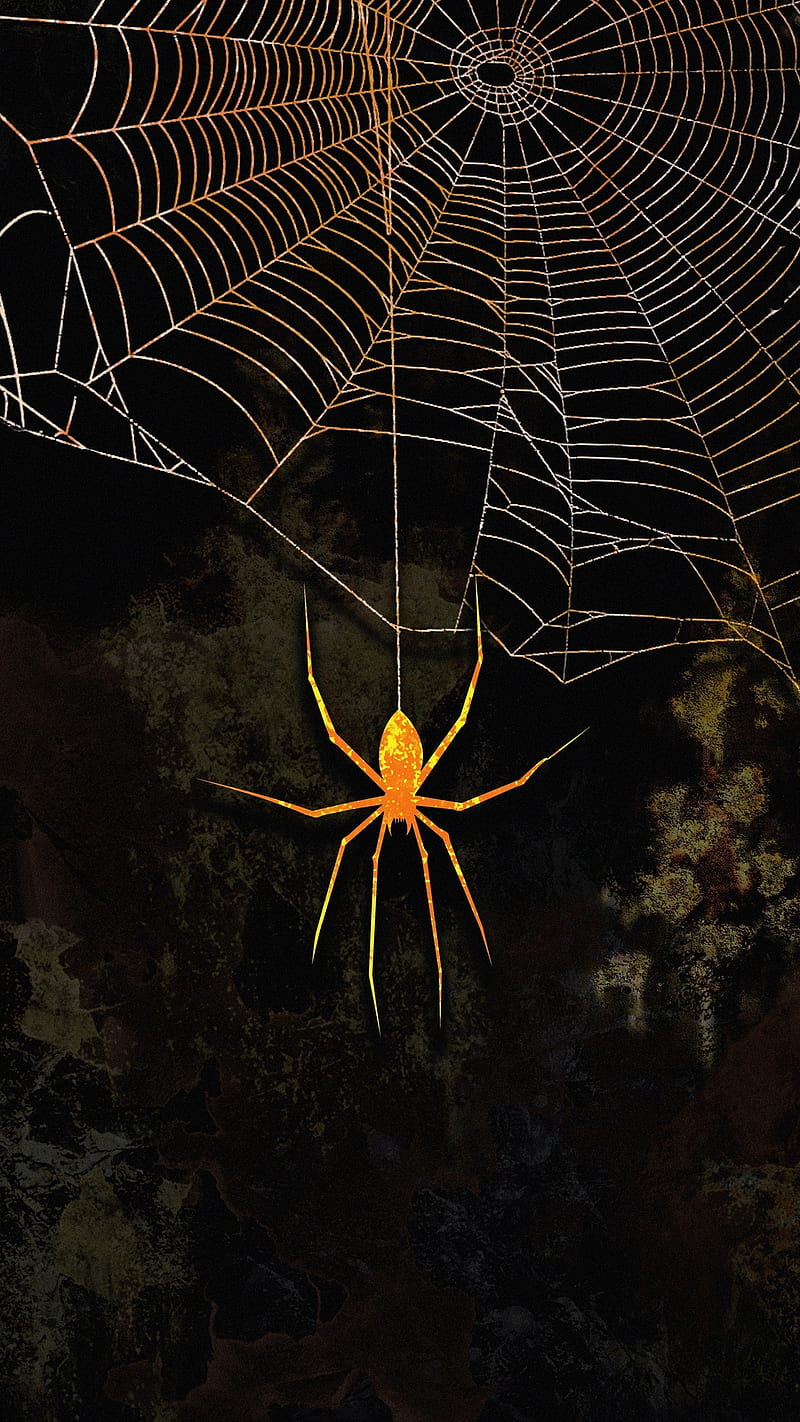 Tariq collection, black, glass, golden, net, premium, spider, spiders, HD phone wallpaper