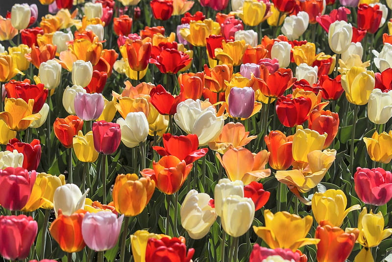 Tulips, cool, flowers, fun, nature, HD wallpaper | Peakpx