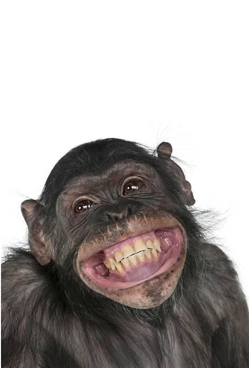 Monkey, fanny, laugh, HD phone wallpaper