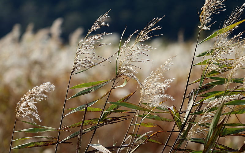Silver Grass, nature, bent grass, plants, HD wallpaper
