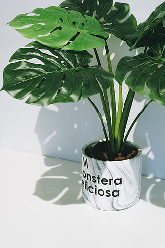 How to Improve Indoor Air Quality with Plants - Foobot