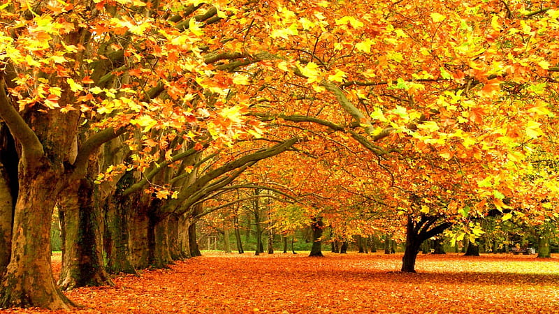 Yellow Maple Leafed Trees And Leaves On Ground Nature, HD wallpaper