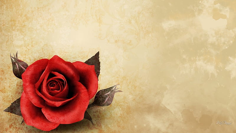 Rose in the Corner, red rose, flowers, parchment, vintage, HD wallpaper