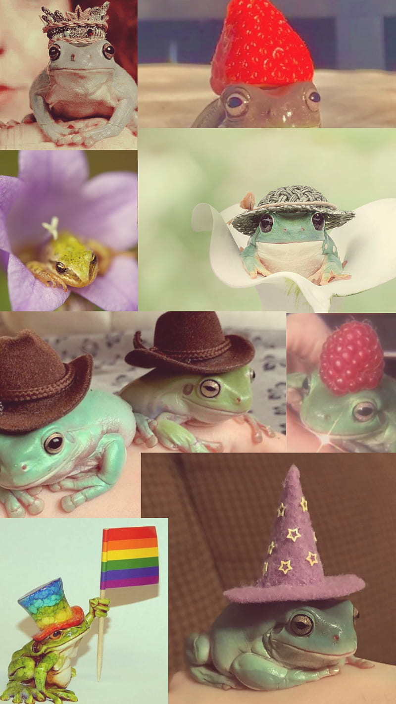 Frogs , frog, hats, HD phone wallpaper