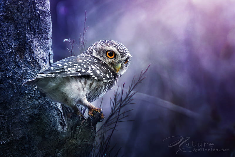 Spotted Owlet, spotted, tree, owlet, bonito, branch, night, HD wallpaper