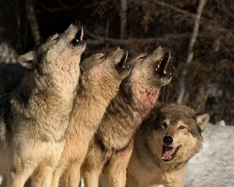 LET'S HOWL, nature, howl, Wolf, animals, Wolves, pack, HD wallpaper ...