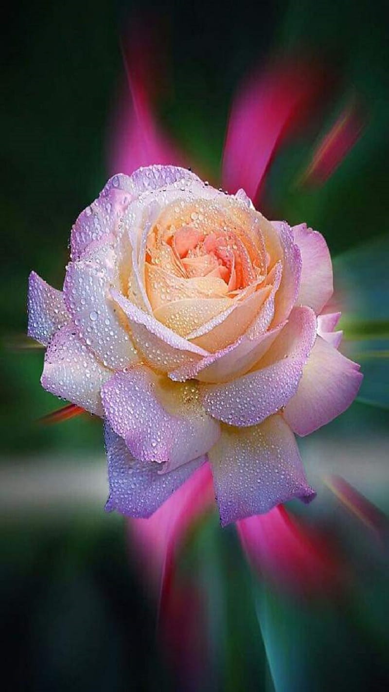 Rose, drops, flower, HD phone wallpaper | Peakpx