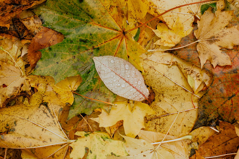 Yellow and Brown Leaves, HD wallpaper