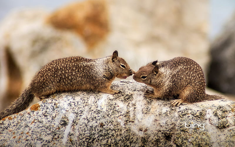 Two California ground squirrels at Seal Rock on 17 Mile Drive on the Monterey Peninsula California, Squirels, Two, Ground, California, HD wallpaper