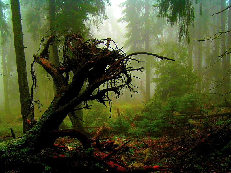 THE END, forest, tree, foggy, dead, palnts, trees, HD wallpaper