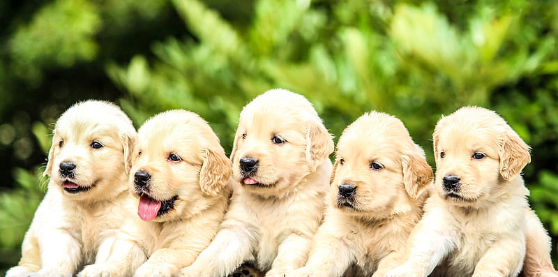 five yellow Labrador retriever puppies, HD wallpaper