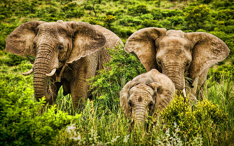elephants family, HRD, Africa, savannah, elephants, Elephantidae, big elephants, R, HD wallpaper
