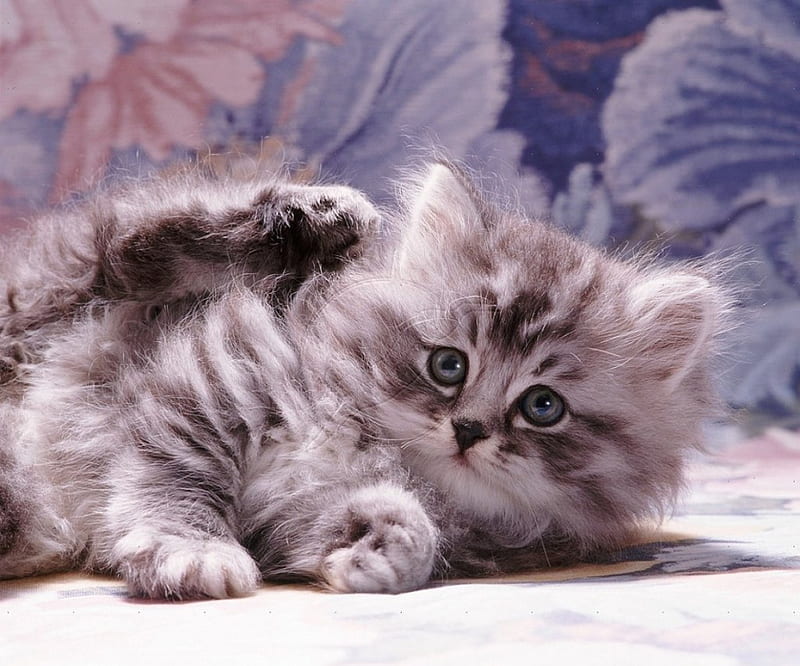 Fluffy silver tabby kitten for pirruke, tabby kitten, cats, fluffy, animals, HD wallpaper