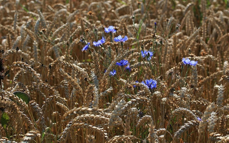 Cornflowers in Wheat, flowers, field, wheat, cornflower, HD wallpaper ...
