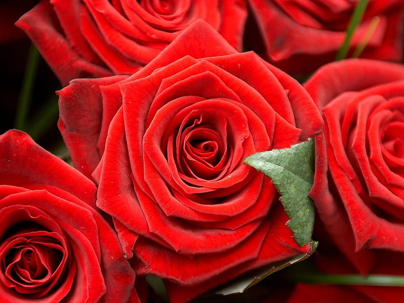 Rosas rojas mágicas, rojo, rosas rojas, rosas maravillosas, flores,  belleza, Fondo de pantalla HD | Peakpx