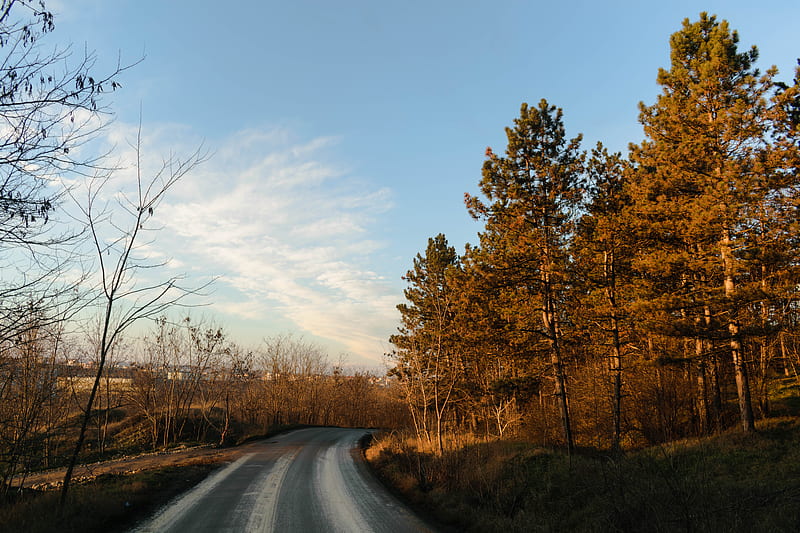 gray asphalt road between brown trees during daytime, HD wallpaper