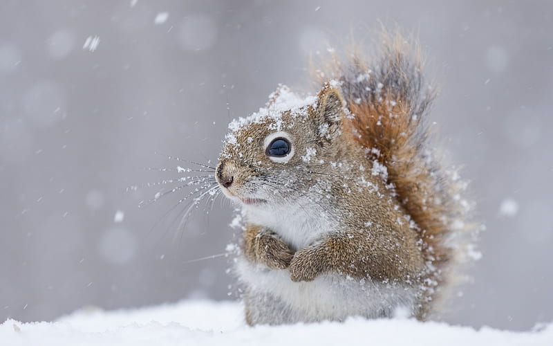 Squirrel, cute, veverita, snow, white, animal, winter, HD wallpaper