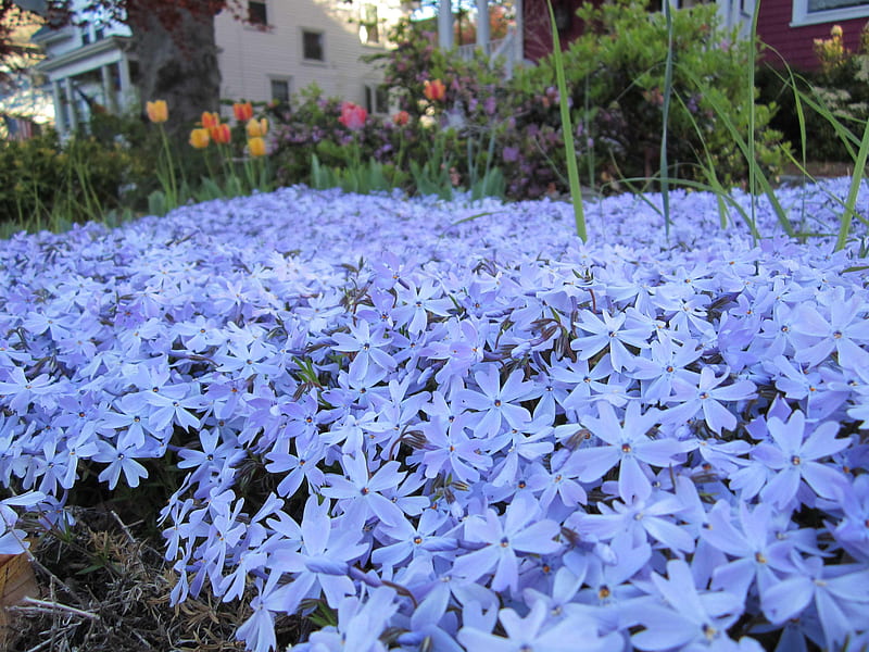 Pretty phlox garden, phlox, blue, pretty, garden, flowers, nature, dainty, HD wallpaper