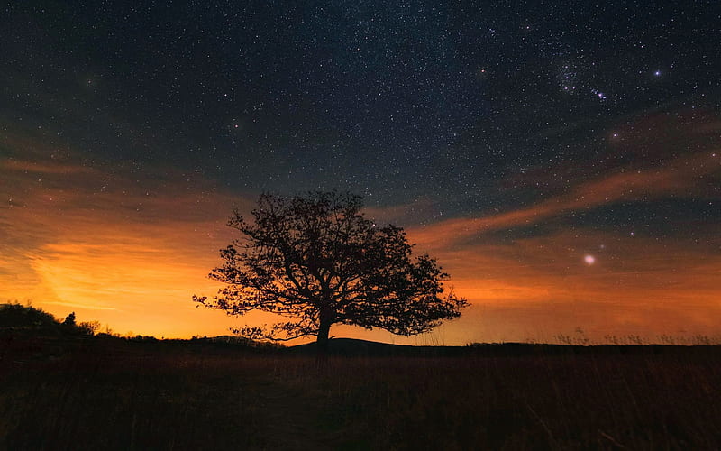Heaven and Earth - Shenandoah National Park, Virginia, sky, usa, landscape, stars, tree, colors, HD wallpaper