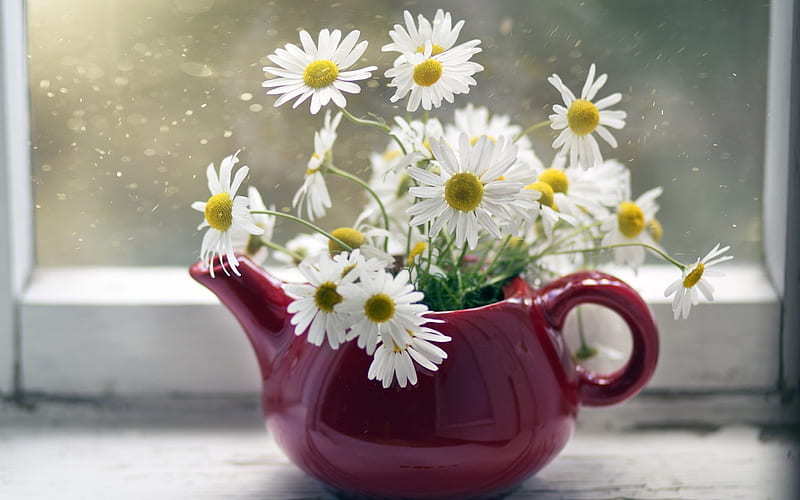 chamomile, red kettle, flower decoration, spring flowers, HD wallpaper