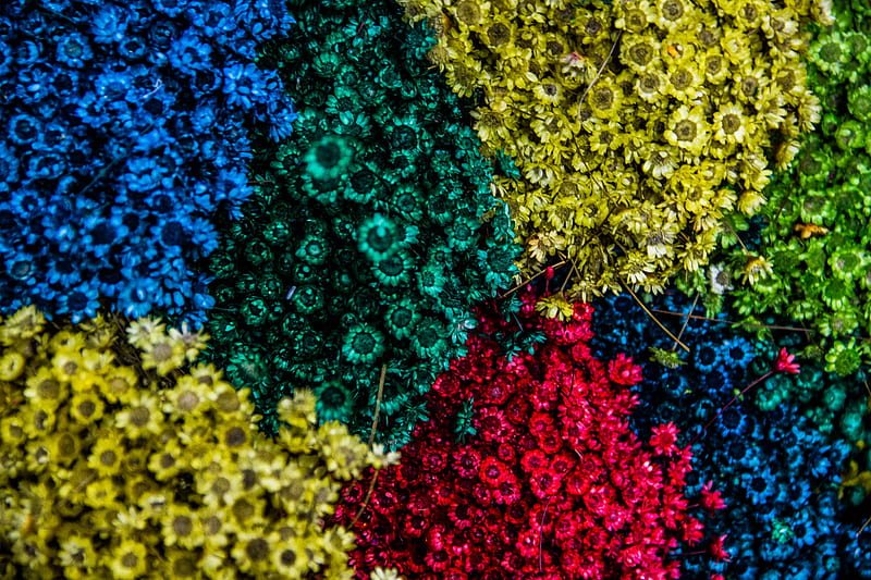 aerial shot of assorted-color blooming flowers, HD wallpaper