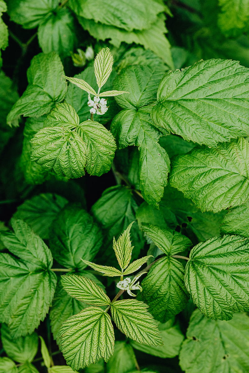 Green Leaves With Water Droplets, HD phone wallpaper