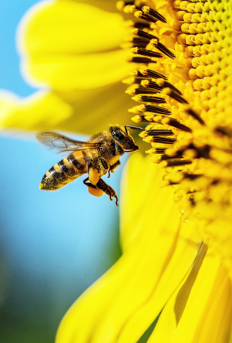 bee, sunflower, macro, flower, pollen, HD phone wallpaper