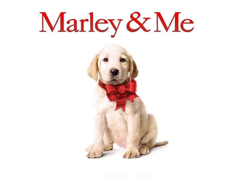 Marley & Me (2008), red, movie, marley and me, bow, animal, cute, white, puppy, dog, HD wallpaper