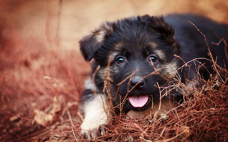 German Shepherd, pets, puppy, close-up, cute animals, bokeh, dogs, German Shepherd Dog, HD wallpaper