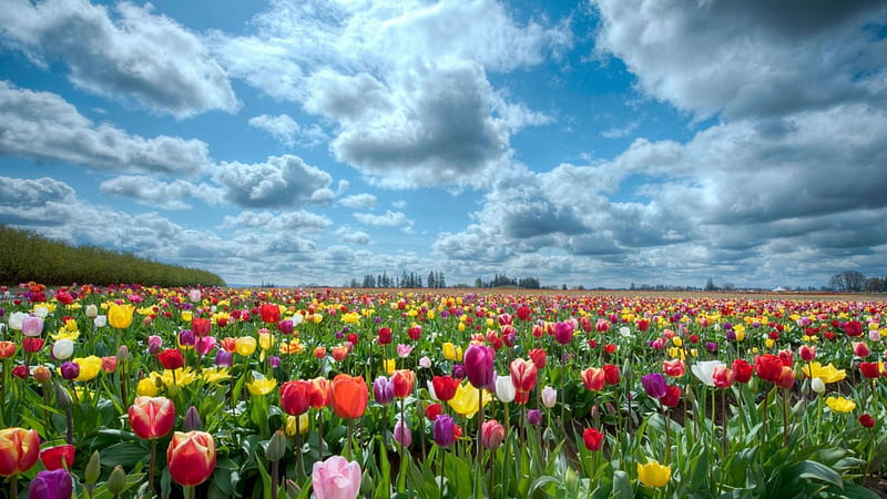 a sea of tulips on a clear summer day, colors, flowers, fields, clouds, HD wallpaper
