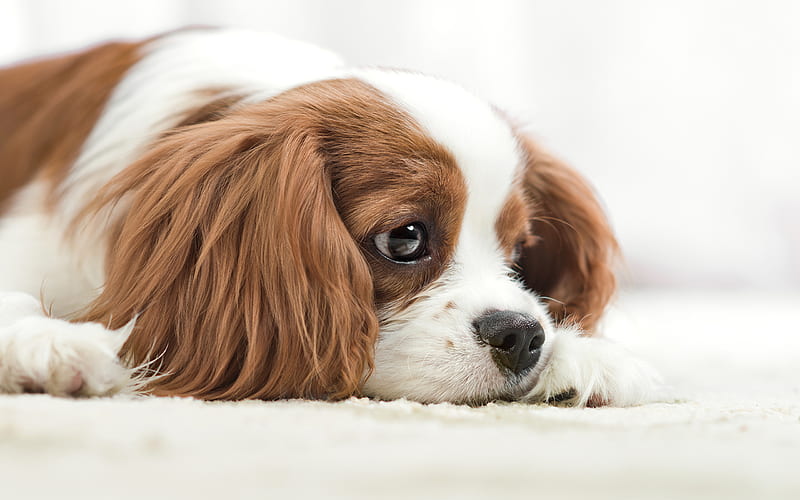Cavalier King Charles Spaniel, sad dog, pets, cute animals, dogs, Cavalier King Charles Spaniel Dog, HD wallpaper