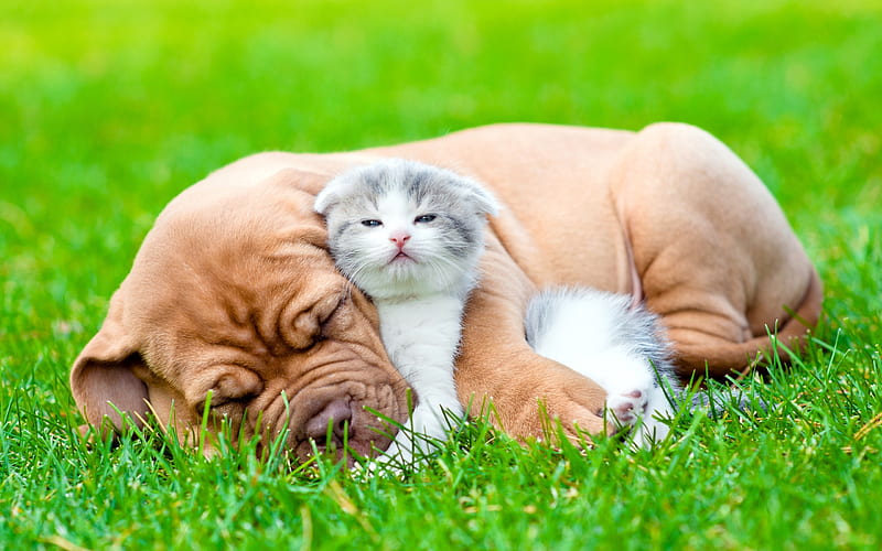 Bordeaux Mastiff, small puppy, little kitten, cute animals, friendship concepts, cat and dog, French Mastiff, Bordeauxdog, green grass, little brown dog, gray little cat, Dogue de Bordeaux, HD wallpaper