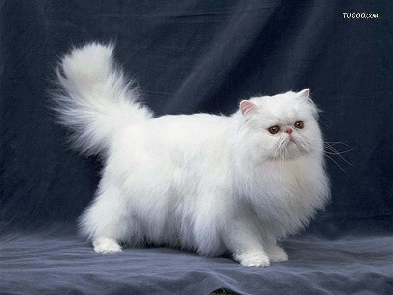 Fluffy white cat, pet, feline, loveable, cat, kitten, animal, HD wallpaper