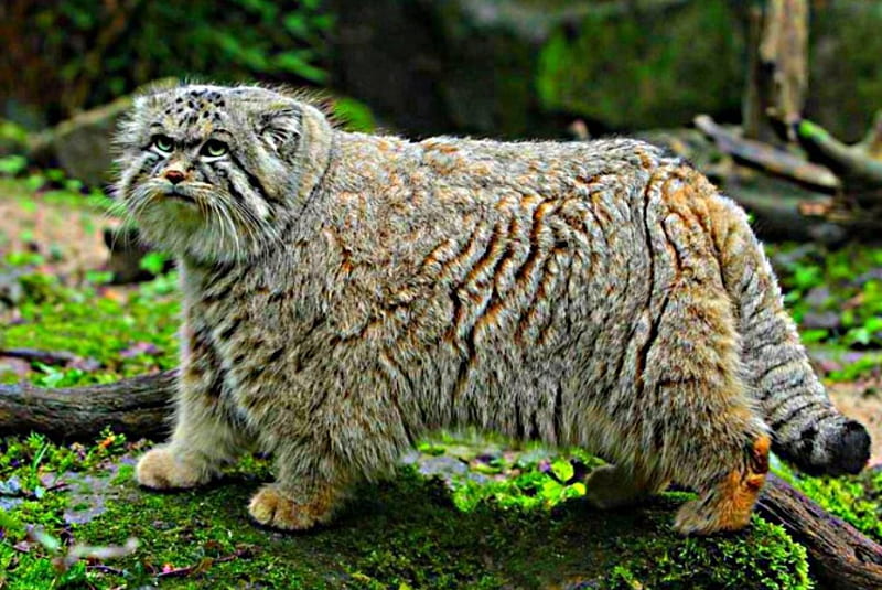 Manul on moss, solitary, alone, walks, stands, HD wallpaper