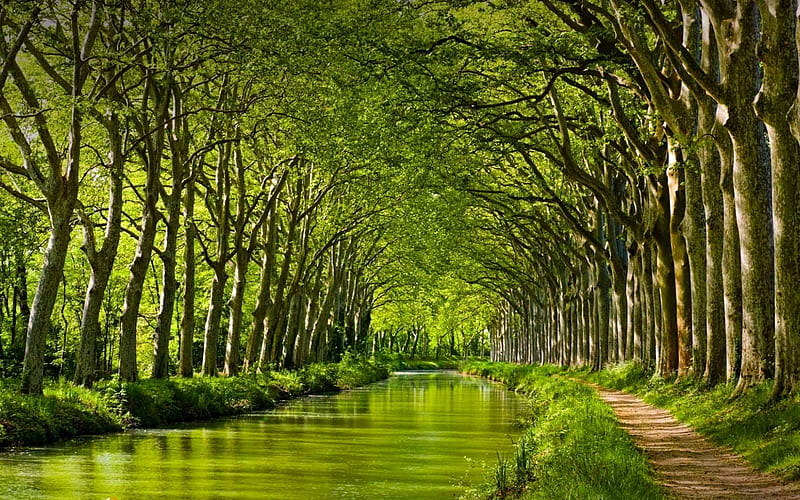 Canal du Midi, France, Trees, Forest, Canal, HD wallpaper