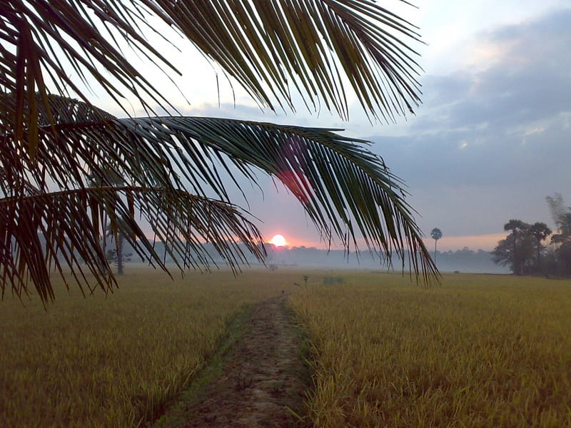 Beautiful small villages in Palakkad - avalshe98