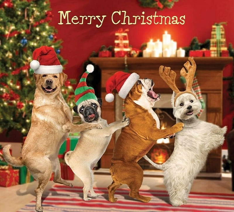 We wish you a Merry Christmas!, craciun, christmas, funny, card, dog,  puppy, HD wallpaper | Peakpx