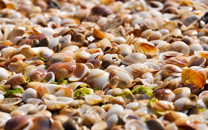 wet shells, macro, shells textures, background with shells, seashells, shells, HD wallpaper