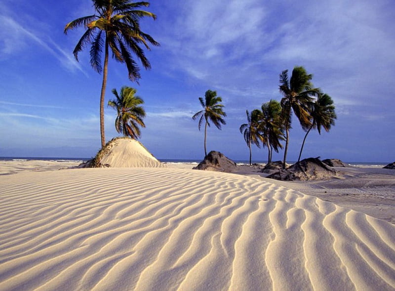 Desert - Palm, Sand, Palm trees, sky, Desert, HD wallpaper