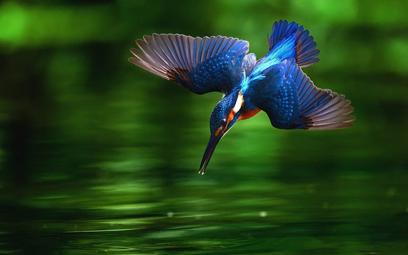 Kingfisher, water, hunting, flying, wildlife, colors, spectacular, HD wallpaper