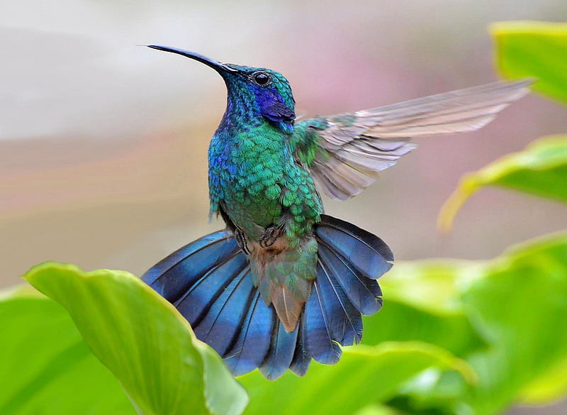 Gorgeous Hummingbird, wings, beek, hummingbird, slim, animal, turquoise, leaves, green, bird, flying, nature, blue, gorgeous, fast, HD wallpaper